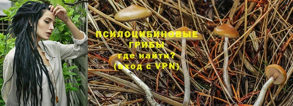 прущие грибы Ельня