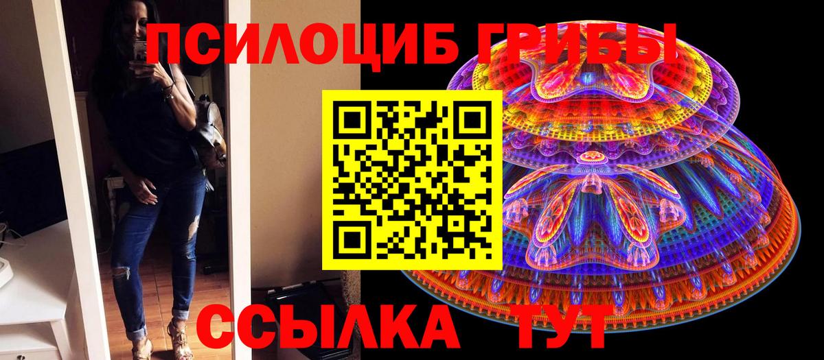 Псилоцибиновые грибы Cubensis  Боровичи  Псилоцибиновые грибы Psilocybine cubensis 